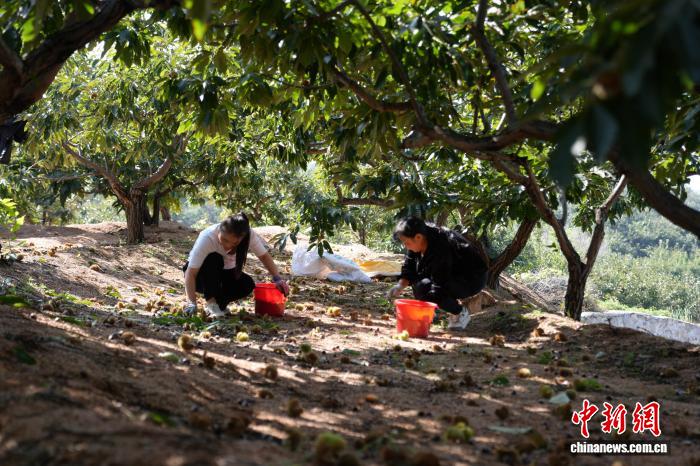 “丰”景正好！河北青龙百万亩板栗迎丰收