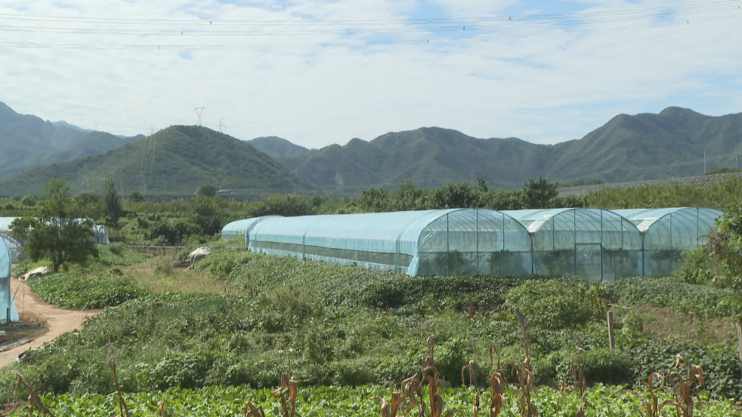 石家庄市鹿泉区：葡萄满园迎丰收 乡村振兴有“甜”头_fororder_图片1