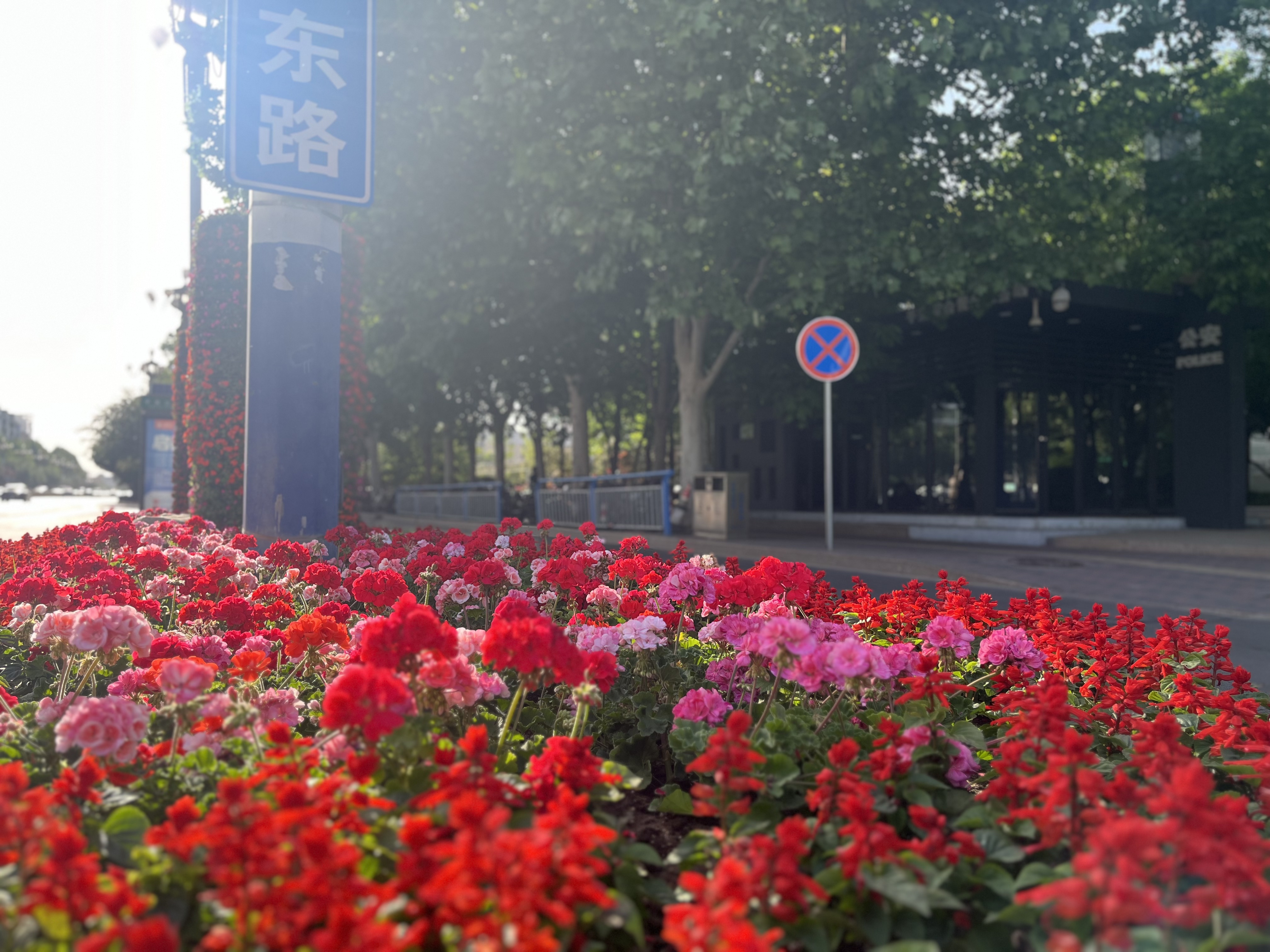 350万株鲜花扮靓石家庄 营造浓浓节日氛围_fororder_地栽照片（选）