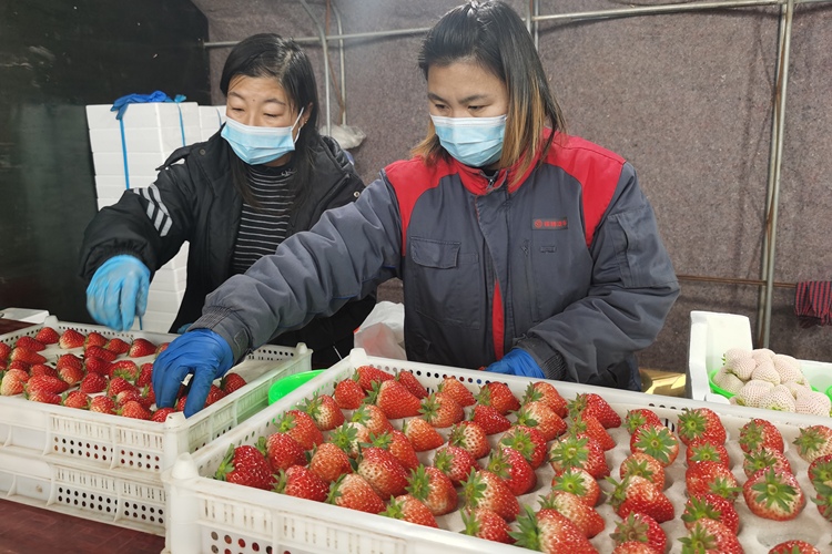 保定市徐水区：草莓之乡“三变” 传统产业焕新