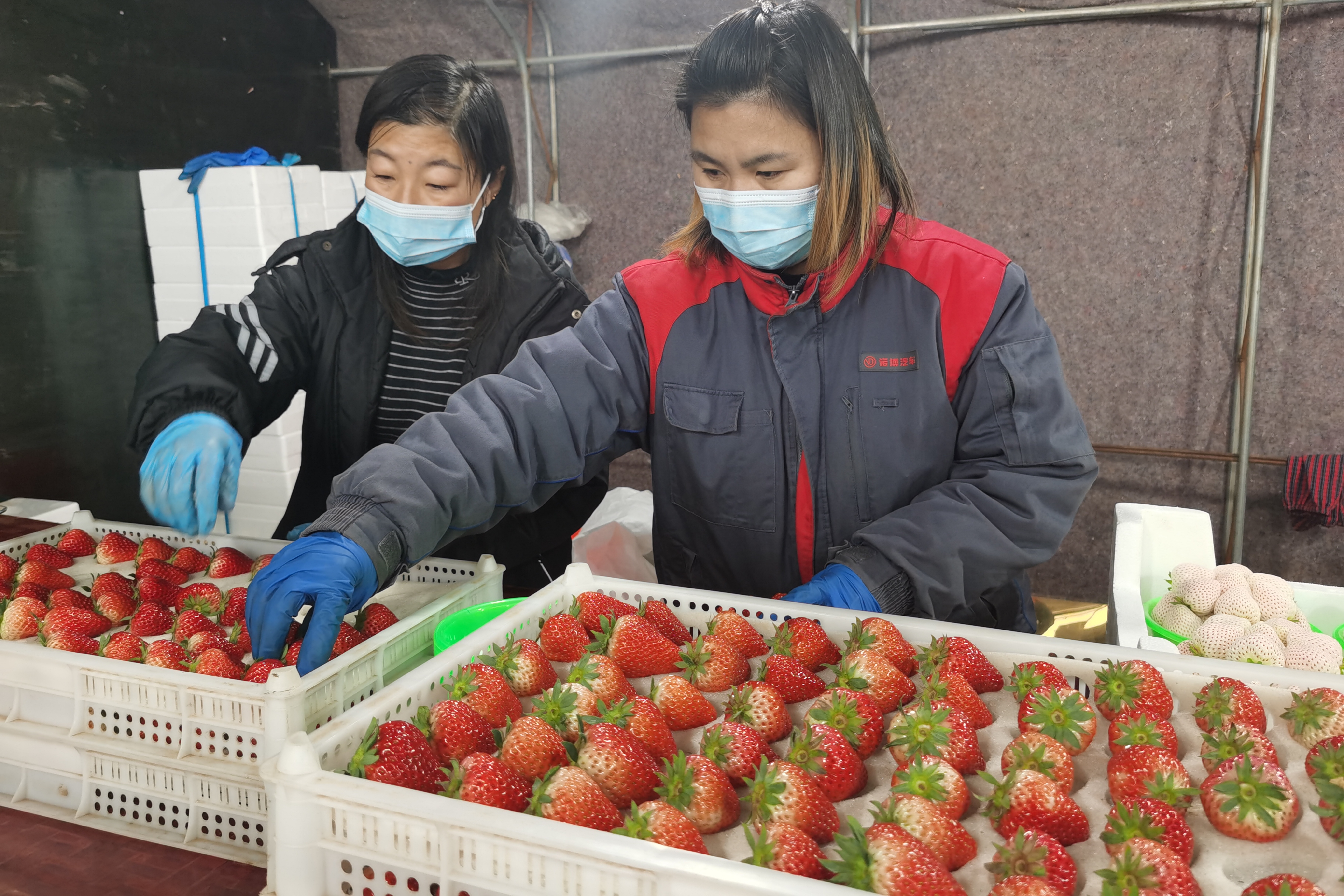 保定市徐水区：草莓之乡“三变” 传统产业焕新