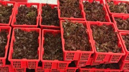 河北遵化尚店村：红芽香椿成“致富芽”千亩产业助振兴