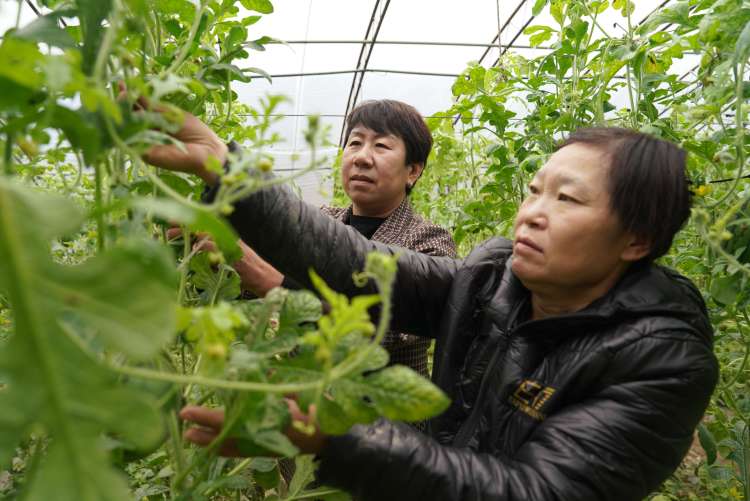 保定清苑：错峰种植奏响四季丰收曲_fororder_农技人员指导种植户西瓜整枝打杈。摄影 王磊