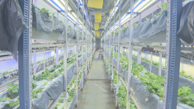 石家庄市鹿泉区：集装箱变身“四季农场”_fororder_image003