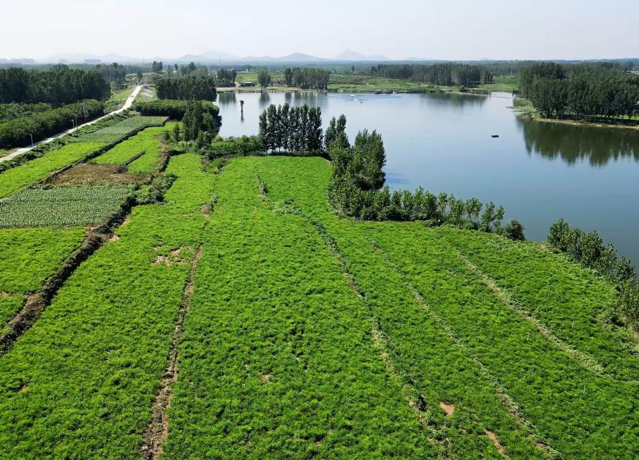 河北曲阳: 中药材种植富民生 乡村振兴药香浓_fororder_图片2