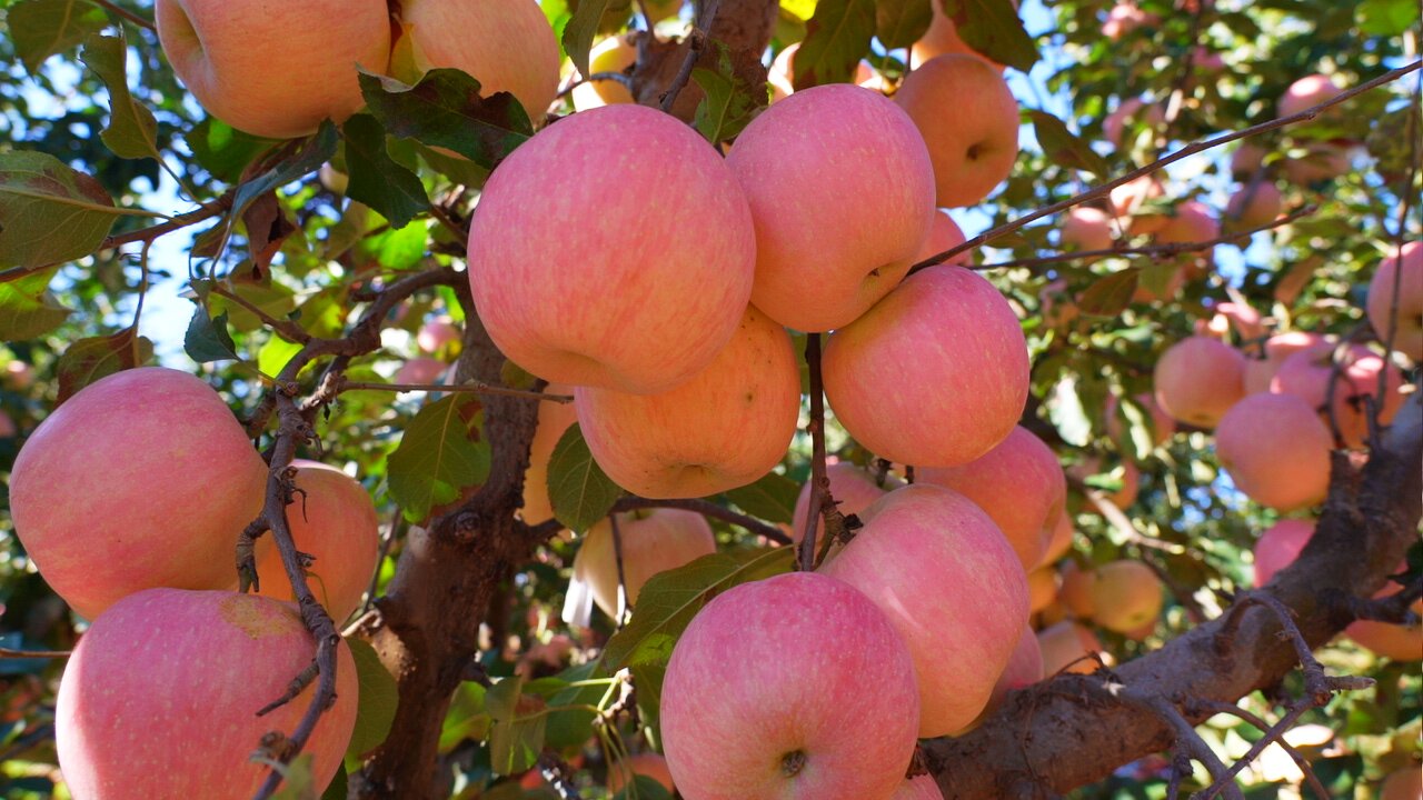 唐山迁安：苹果丰收季 果红映笑颜_fororder_燕山脚下的迁安市苹果迎来丰收季。郭强  摄.JPG