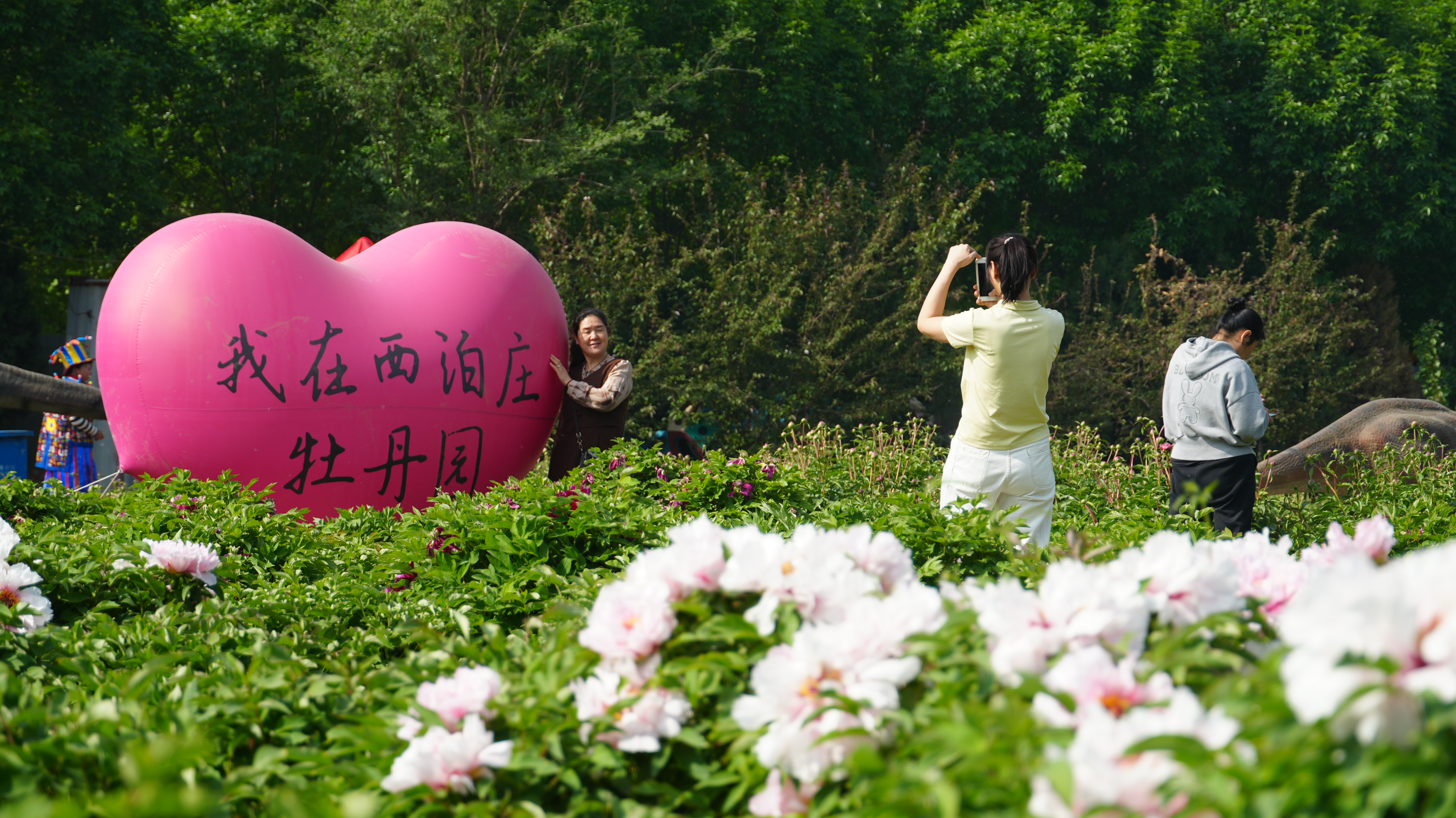 河北肃宁：牡丹花开引客来 美丽乡村绽新颜_fororder_河北肃宁：牡丹花开引客来 美丽乡村绽新颜3