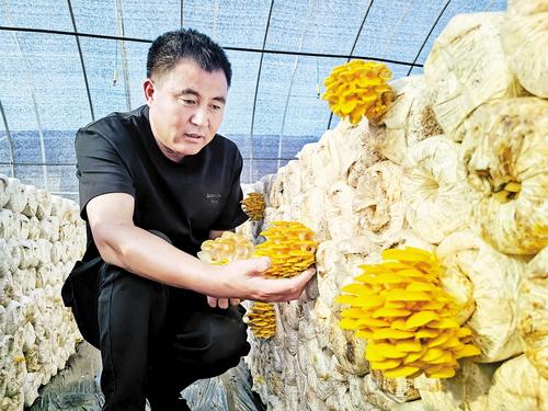 围场创新举措推动乡村全面振兴：“特”字当头，激活产业发展新动能