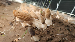 河北阜平：羊肚菌丰收绘就好“丰”景