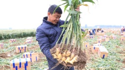 河北蠡县：生姜喜获丰收 合作社模式鼓起农民钱袋子​