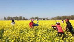 保定市满城区：油菜花海迎春盛放 “花经济”为乡村振兴增色添香