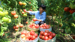 河北平泉发展设施农业助力农民增收