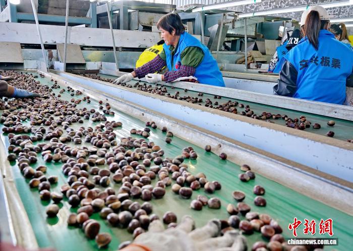 “丰”景正好！河北青龙百万亩板栗迎丰收