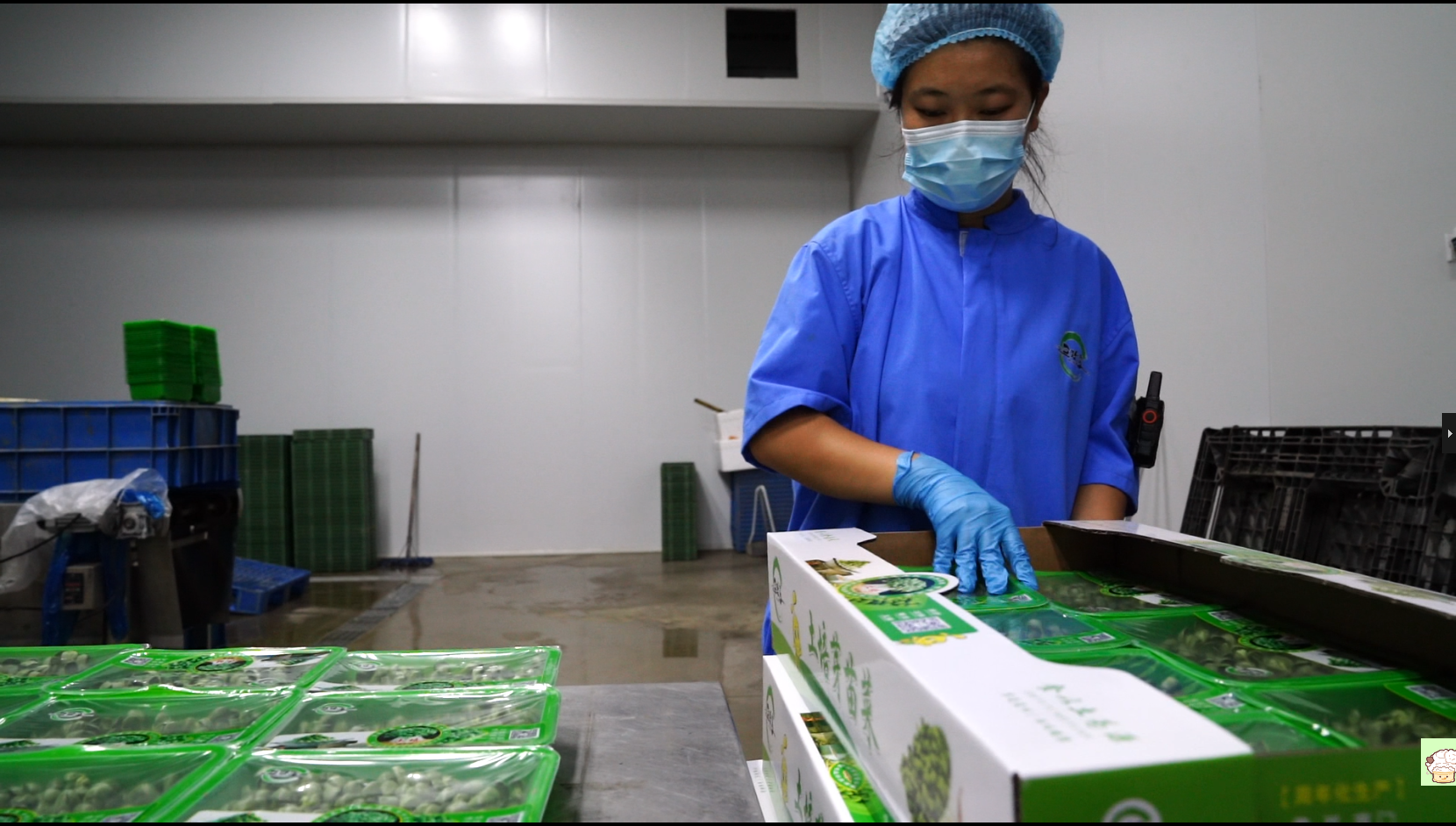 河北阜平：植物工厂解锁智慧农业“新密码”