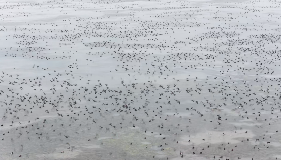 逾4000只花脸鸭“军团”首次到访南大港湿地_fororder_逾4000只花脸鸭“军团”首次到访南大港湿地751