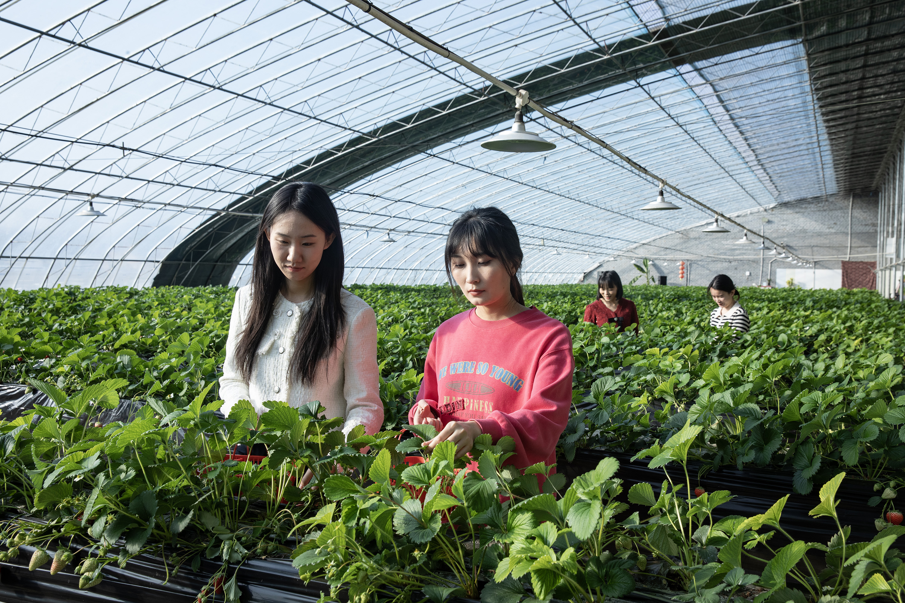 河北高阳:草莓飘香采摘忙