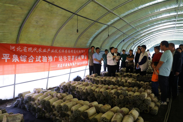 河北平泉举办综合试验推广站示范基地观摩会_fororder_图片5