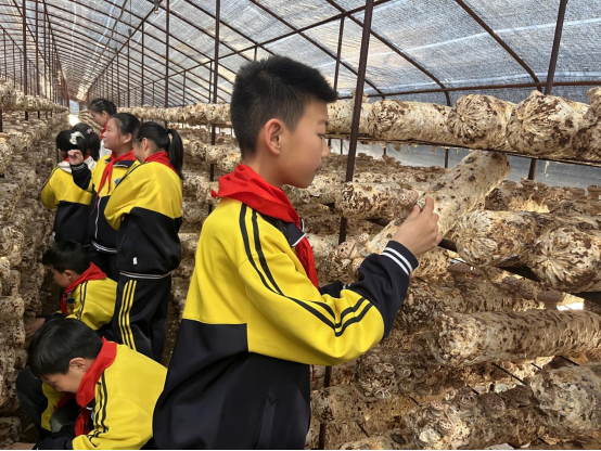 河北平泉：走进“蘑”法世界 传承菇乡文化_fororder_河北平泉：走进“蘑”法世界 传承菇乡文化821