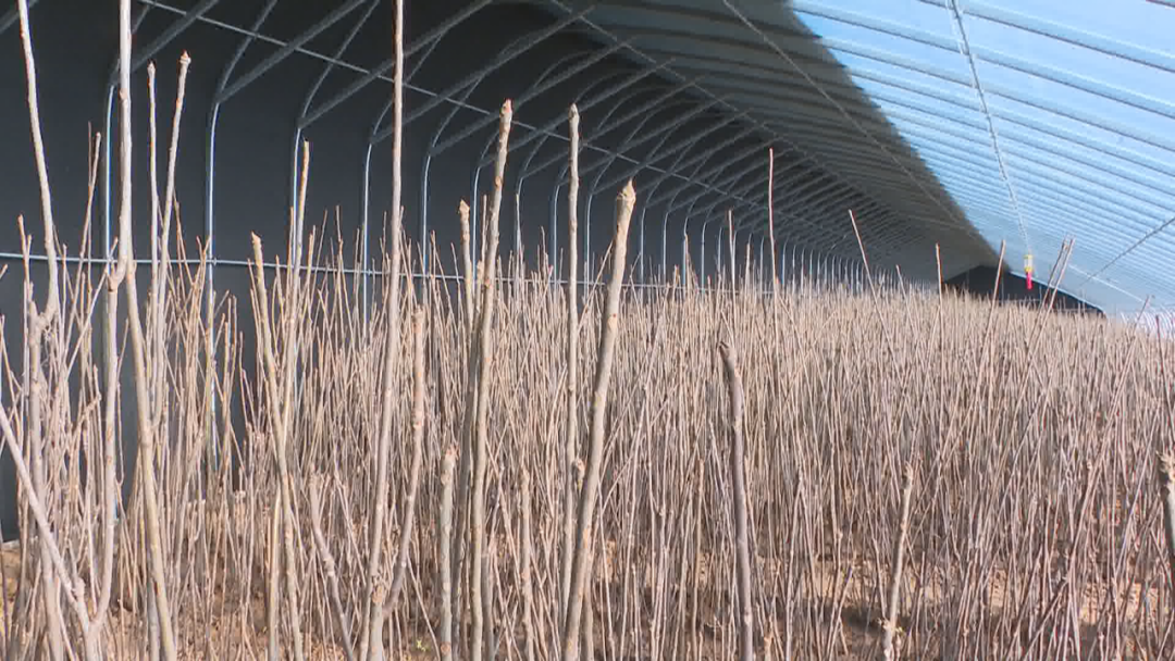 石家庄市鹿泉区：智能栽种引出“椿”光大道_fororder_image005