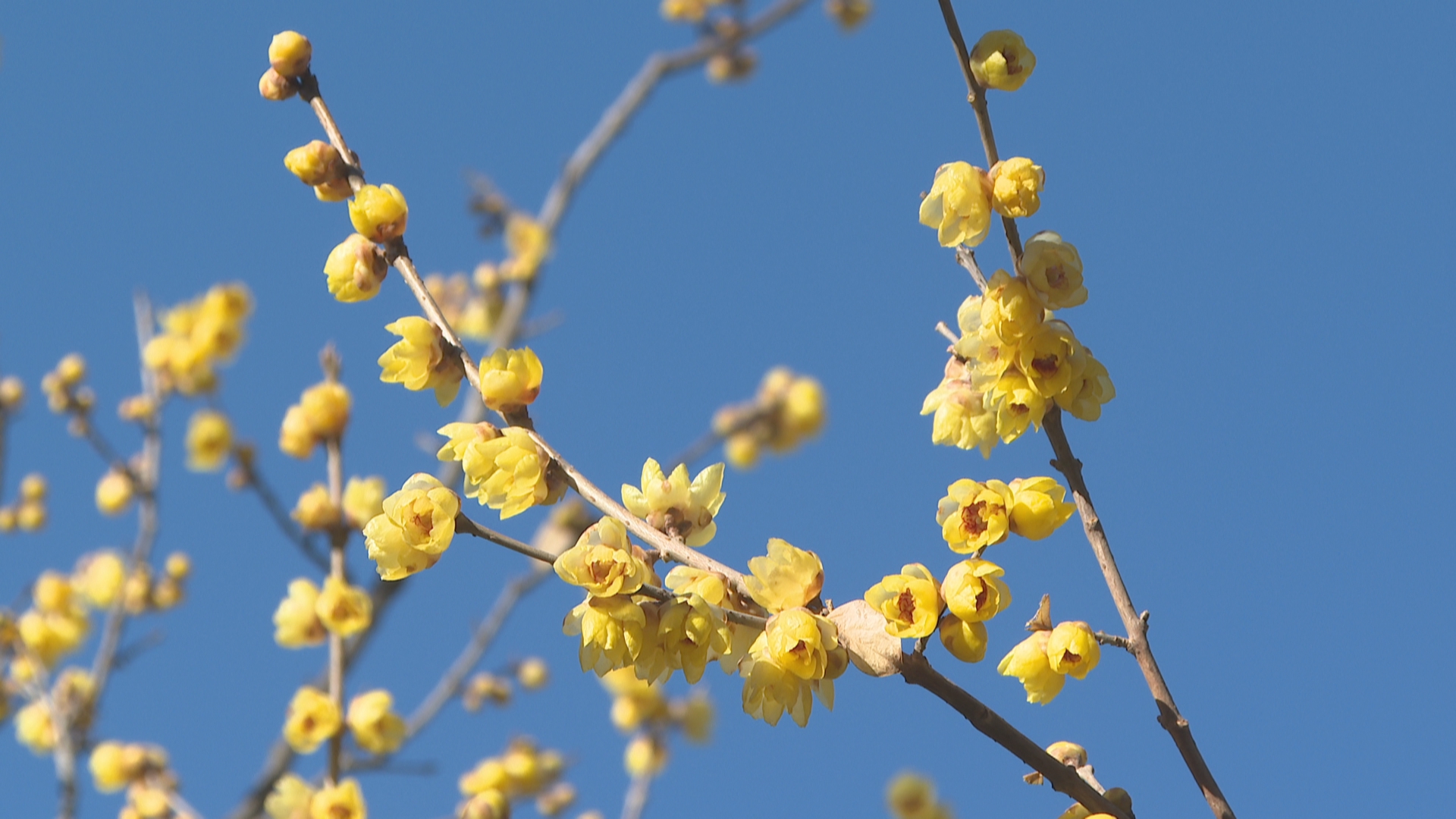 石家庄市鹿泉区：蜡梅绽放迎客来