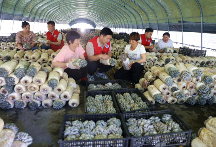 河北平泉举办综合试验推广站示范基地观摩会_fororder_图片4