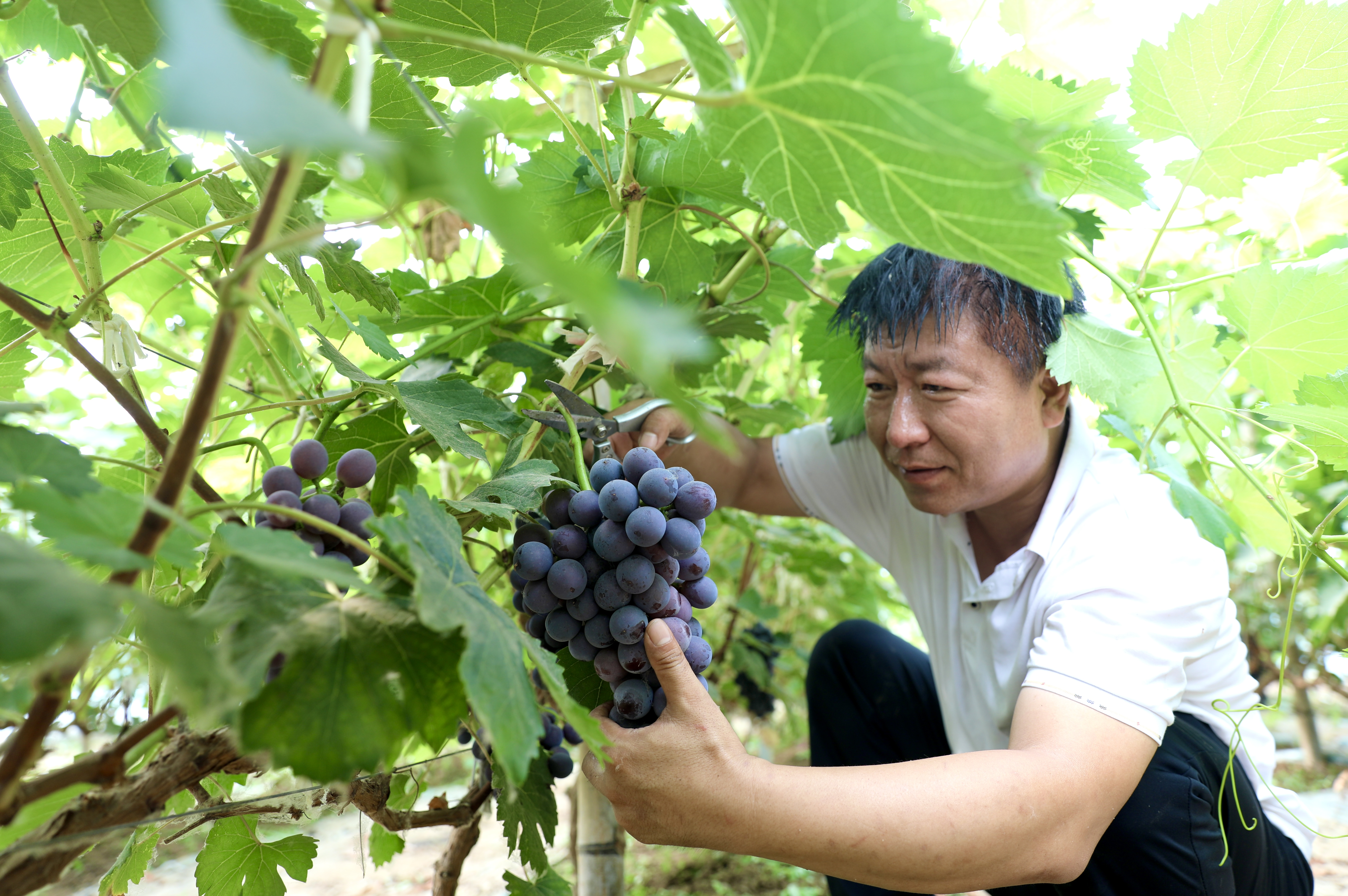 河北肃宁：葡萄丰收缀满藤 果园采摘正当时_fororder_图片1