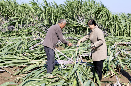河北肃宁：南蔗北种结硕果_fororder_河北肃宁：南蔗北种结硕果484