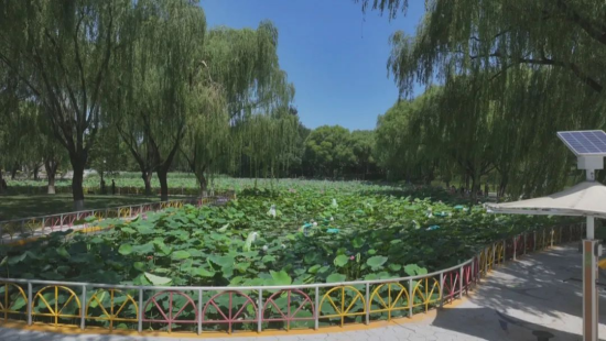 石家庄市鹿泉区：万株荷花绽放 开启夏日赏荷季_fororder_石家庄市鹿泉区：万株荷花绽放 开启夏日赏荷季1236
