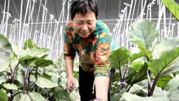 河北肃宁：发展设施农业 擦亮京津果蔬供应“金名片”