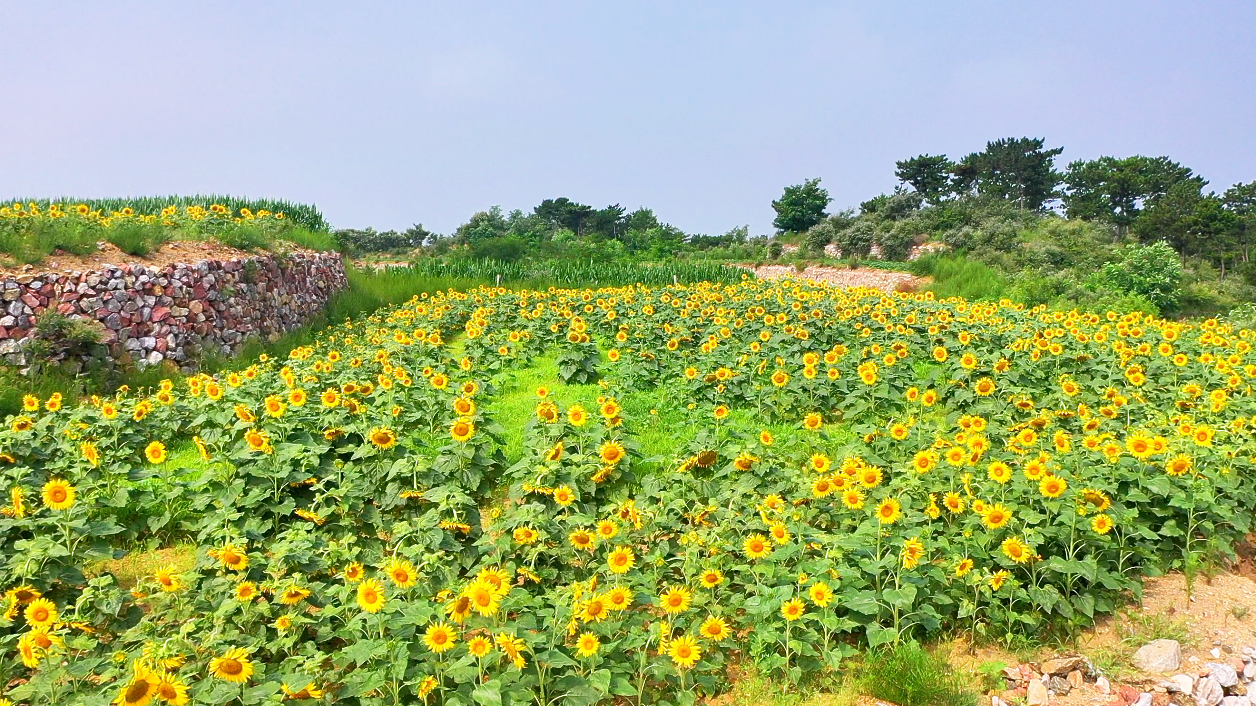 河北迁安： 向日葵花海绽放夏日浪漫_fororder_迁安市20余万株向日葵迎来盛花期。李伟   摄