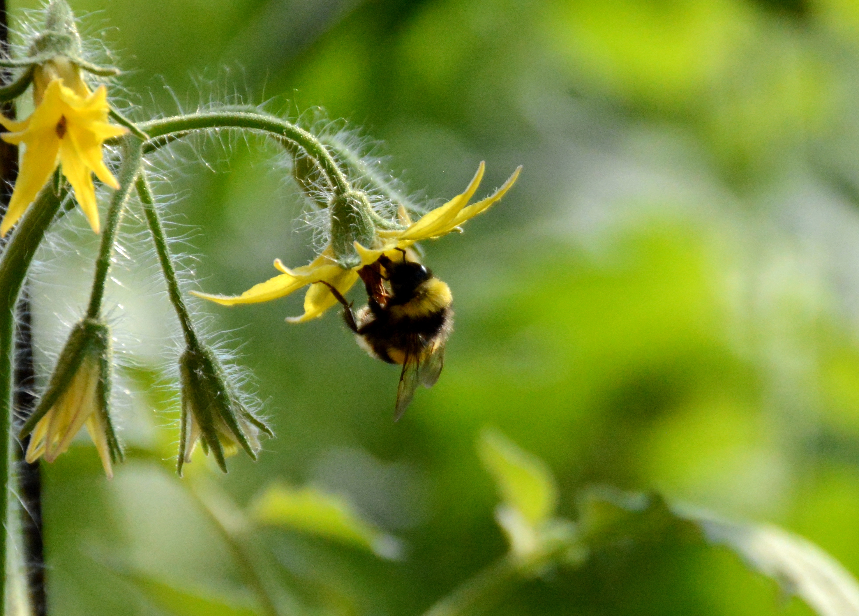 河北献县：冬闲时节番茄红 熊蜂授粉助增收_fororder_image005