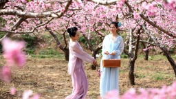 保定市满城区：情满桃乡 醉美坨南