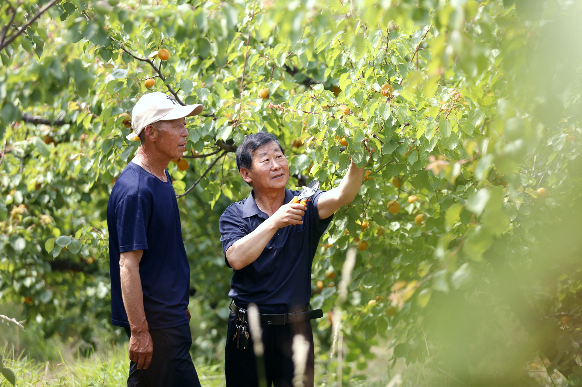 保定市满城区：黄杏香四溢 采摘正当时_fororder_农技专家现场指导种植户 摄影 田素然
