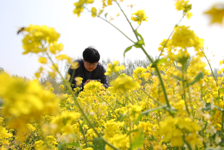 河北肃宁：油菜花开引客来_fororder_图片 2