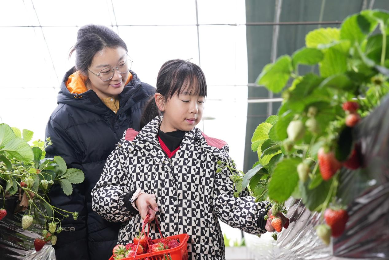 河北高阳：草莓飘香年味浓_fororder_图片 3