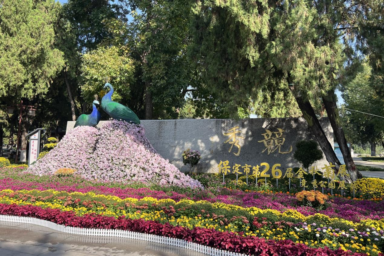 河北保定：古城秋色染菊韵 双节人游画中园_fororder_图片1