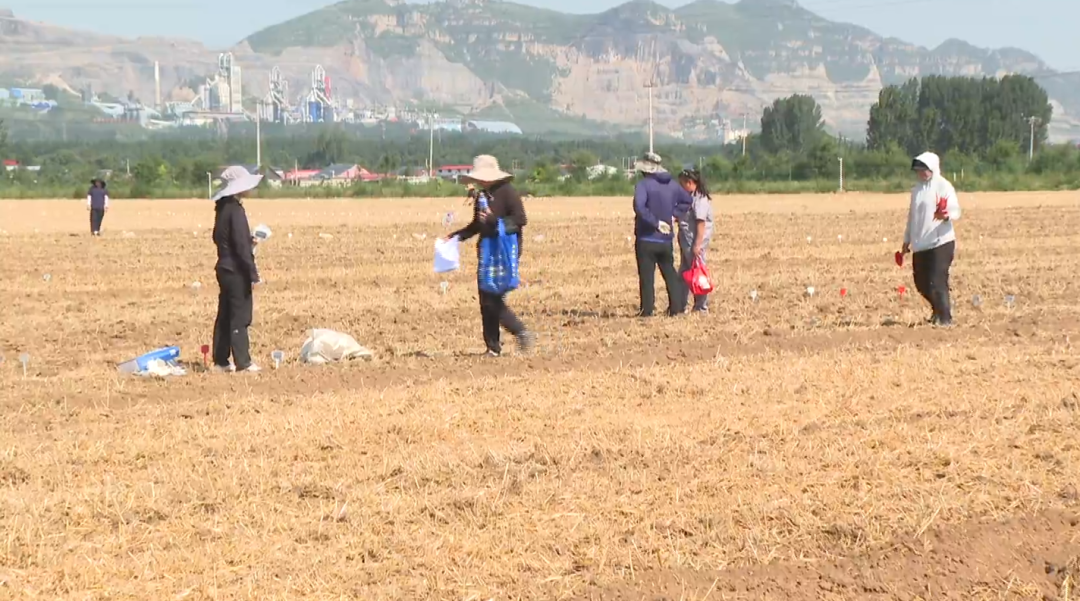 石家庄市鹿泉区：夏收夏播同步推进 良种良法保障粮食稳产_fororder_夏收夏播同步推进 良种良法保障粮食稳产2