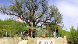 图片默认标题