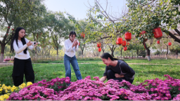 河北曲阳：秋意正浓 菊花绽放引客来