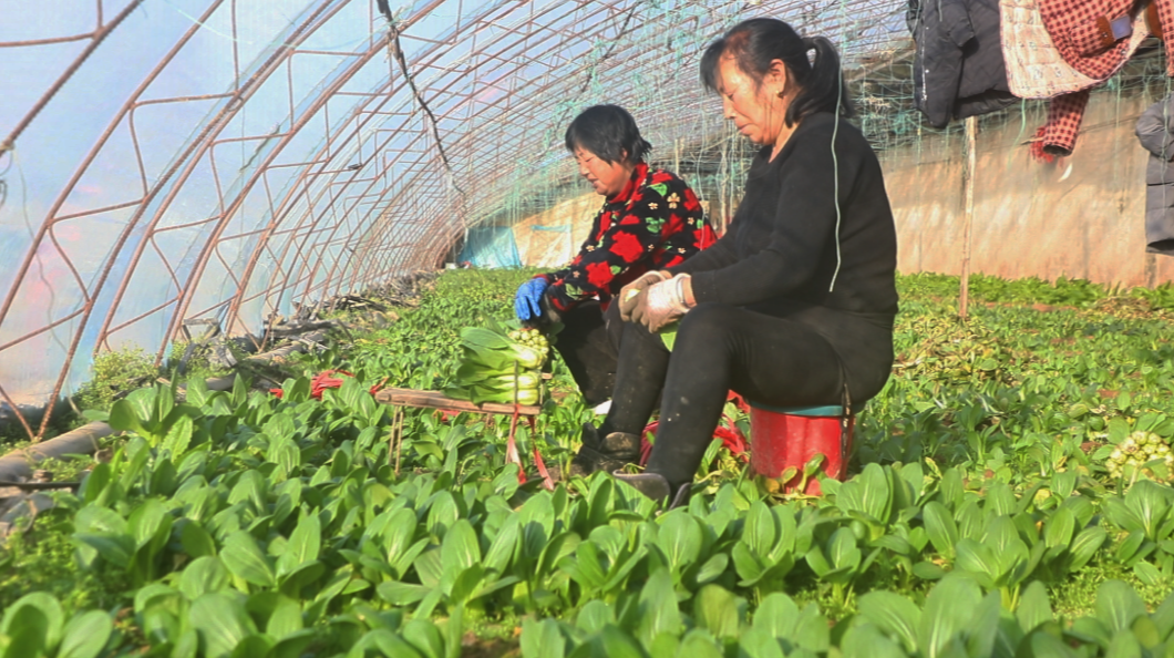 河北迁安：大棚管护忙 错季蔬菜俏迎新春_fororder_迁安市的菜农采收蔬菜。王志斌 摄