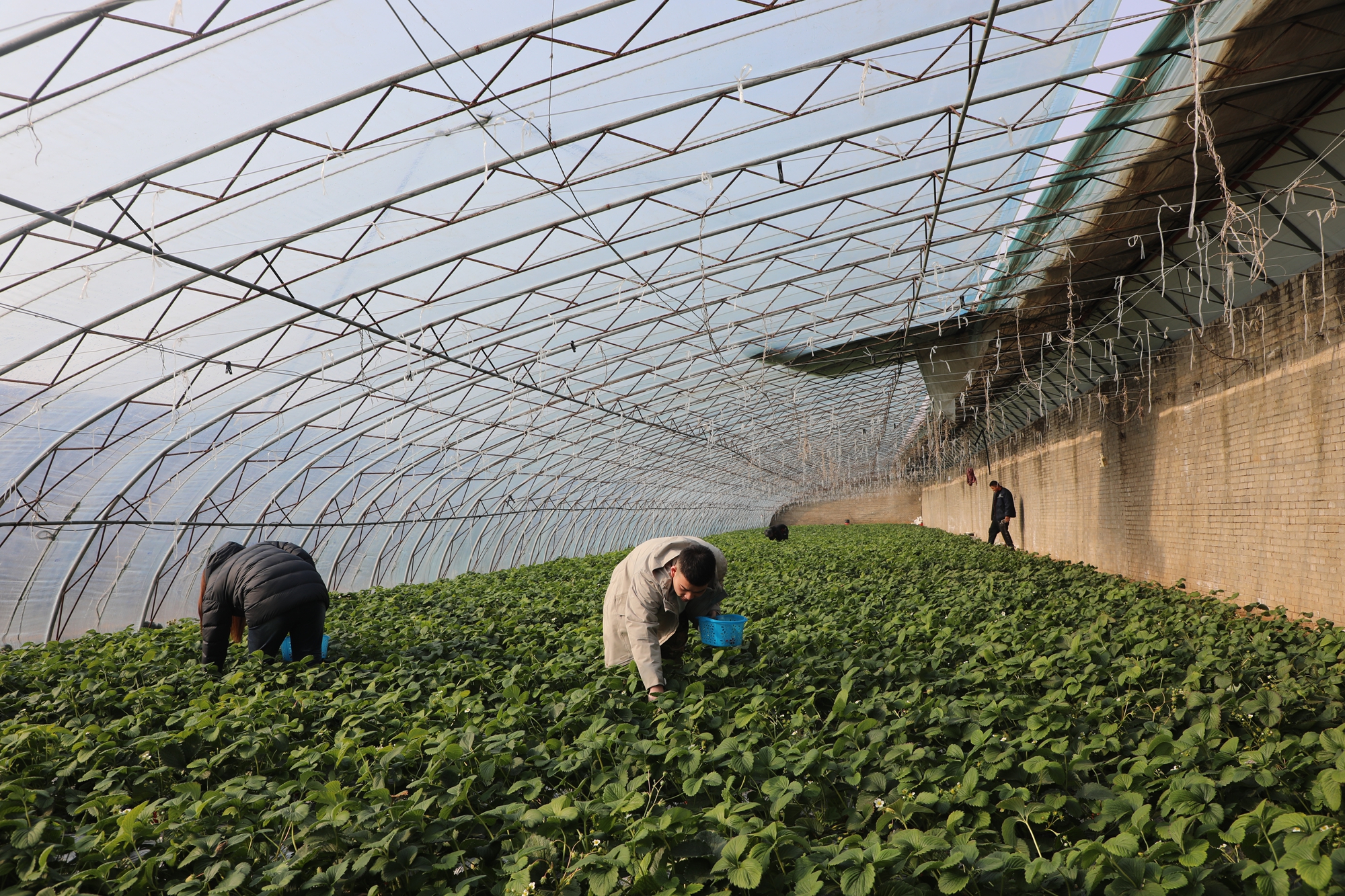 图片默认标题_fororder_满城区沃土现代农业园区草莓大棚 摄影 邱迎新