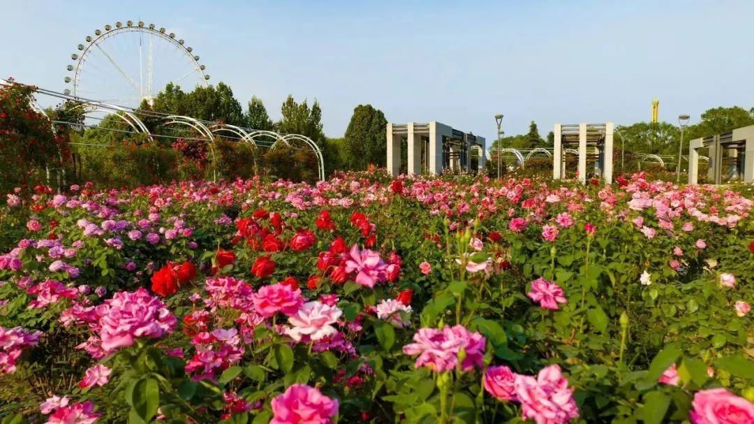 石家庄市鹿泉区：打卡20万株绝美月季 解锁城市初夏的浪漫_fororder_image001