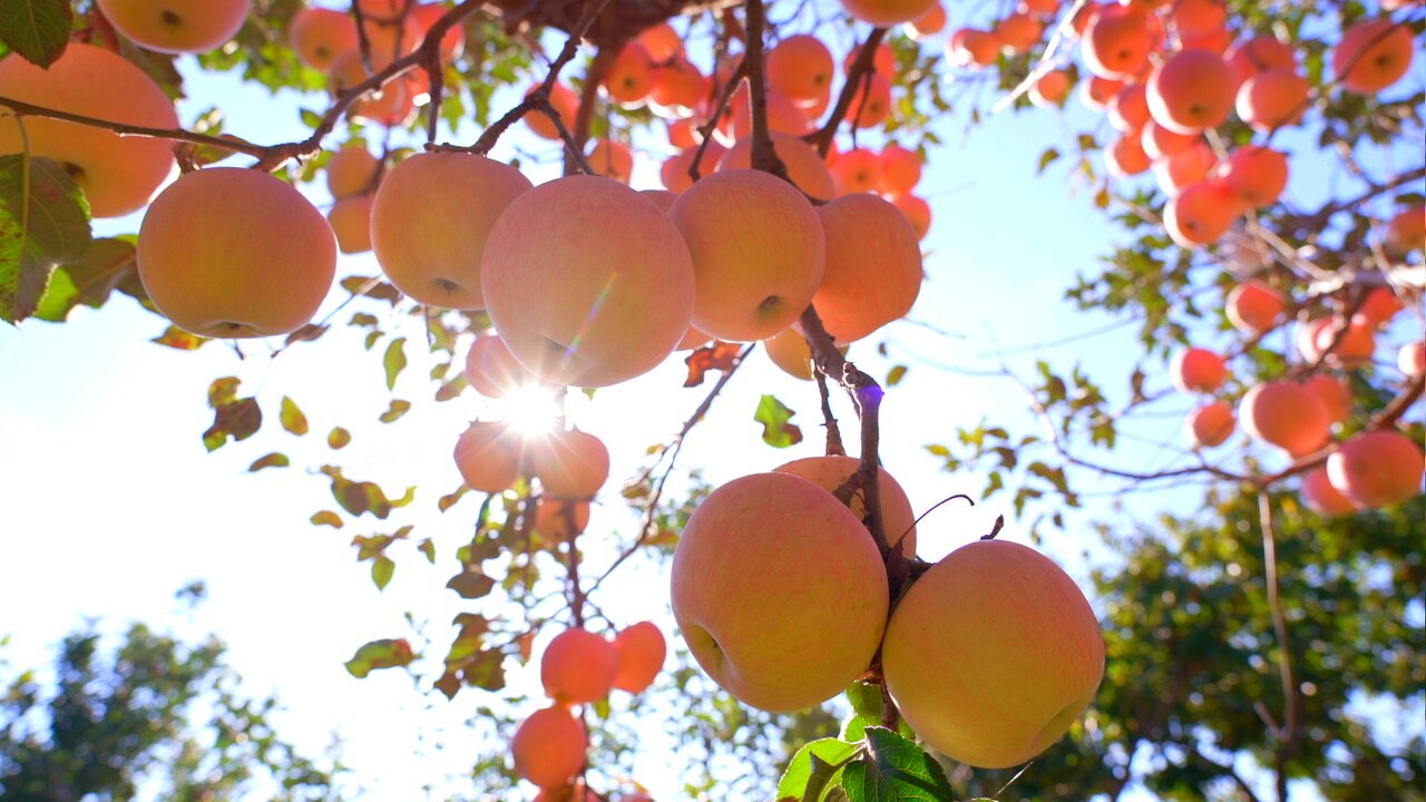 唐山迁安：苹果丰收季 果红映笑颜_fororder_燕山脚下的迁安市迎来苹果丰收季。郭强  摄.JPG