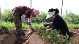 河北顺平：抢抓秋时栽新苗 特色产业助增收