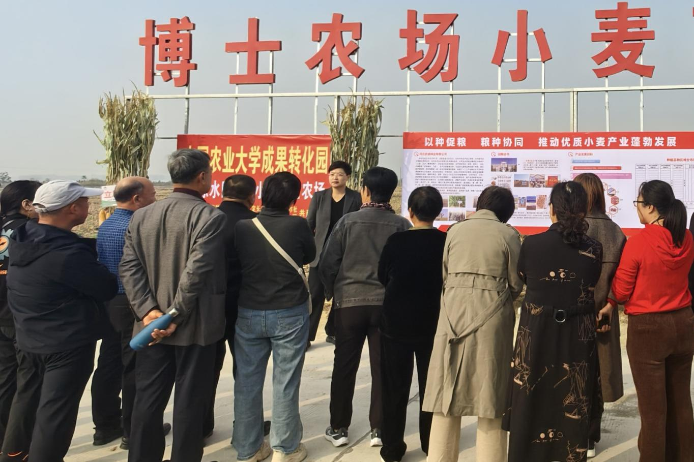 河北保定徐水区：一粒小麦种 “丰”行京津冀_fororder_图片 1