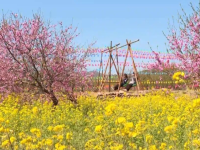 1,000 Mu of Rapeseed Flowers in Full Bloom in Luquan, Shijiazhuang_fororder_2