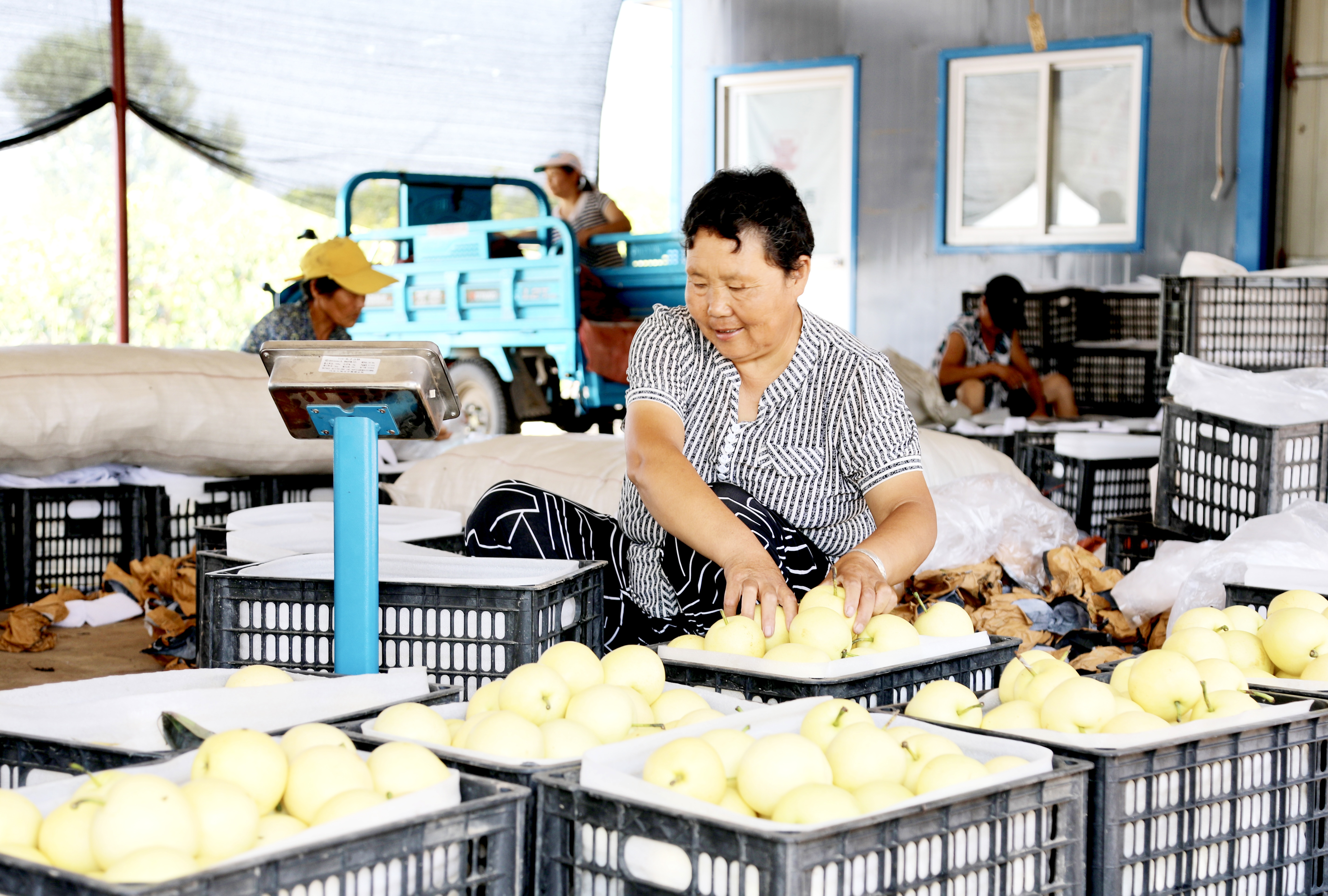 河北肃宁：万亩“早熟梨”进入采摘季 预计总产值超1亿元_fororder_图片4