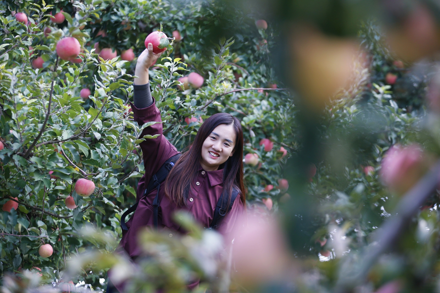保定市满城区：“媒体+”赋能特色农业 共绘乡村振兴新画卷_fororder_游客采摘苹果 摄影 田素然