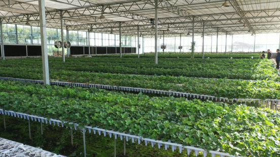 保定徐水：青青草莓苗 绘就乡村振兴“莓”好前景_fororder_保定徐水：青青草莓苗 绘就乡村振兴“莓”好前景(1)24