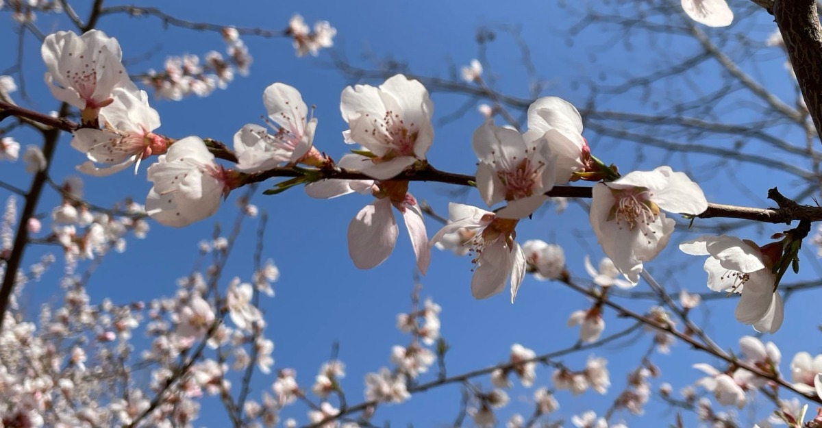 春意款款 花朵缤纷盎然 赴石家庄东环公园共赏春日好时光